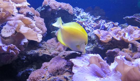 Ein gelber Fisch in einem Auqarium.