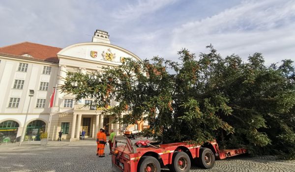 Ein großer Weihnachtsbaum auf einem LKW-Anhänger.