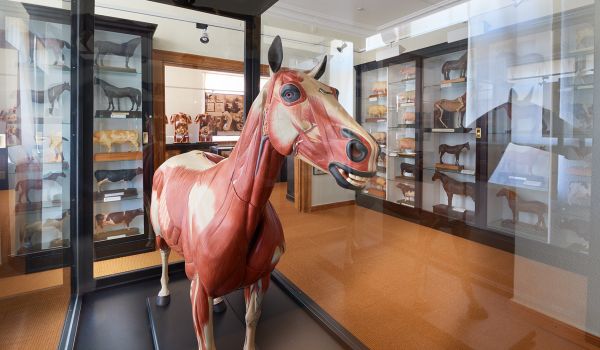 In einem Glaskasten steht ein Pferdemodell.