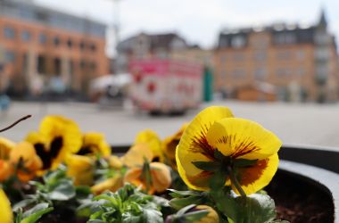 Ein Stiefmütterchen am PIKO-Platz.