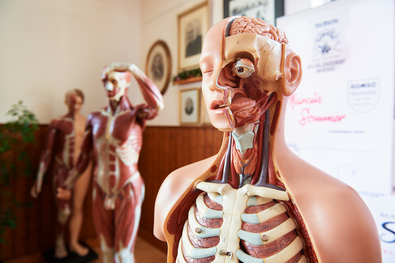 Modelle zeigen der Aufbau eines Menschen unter seiner Haut.