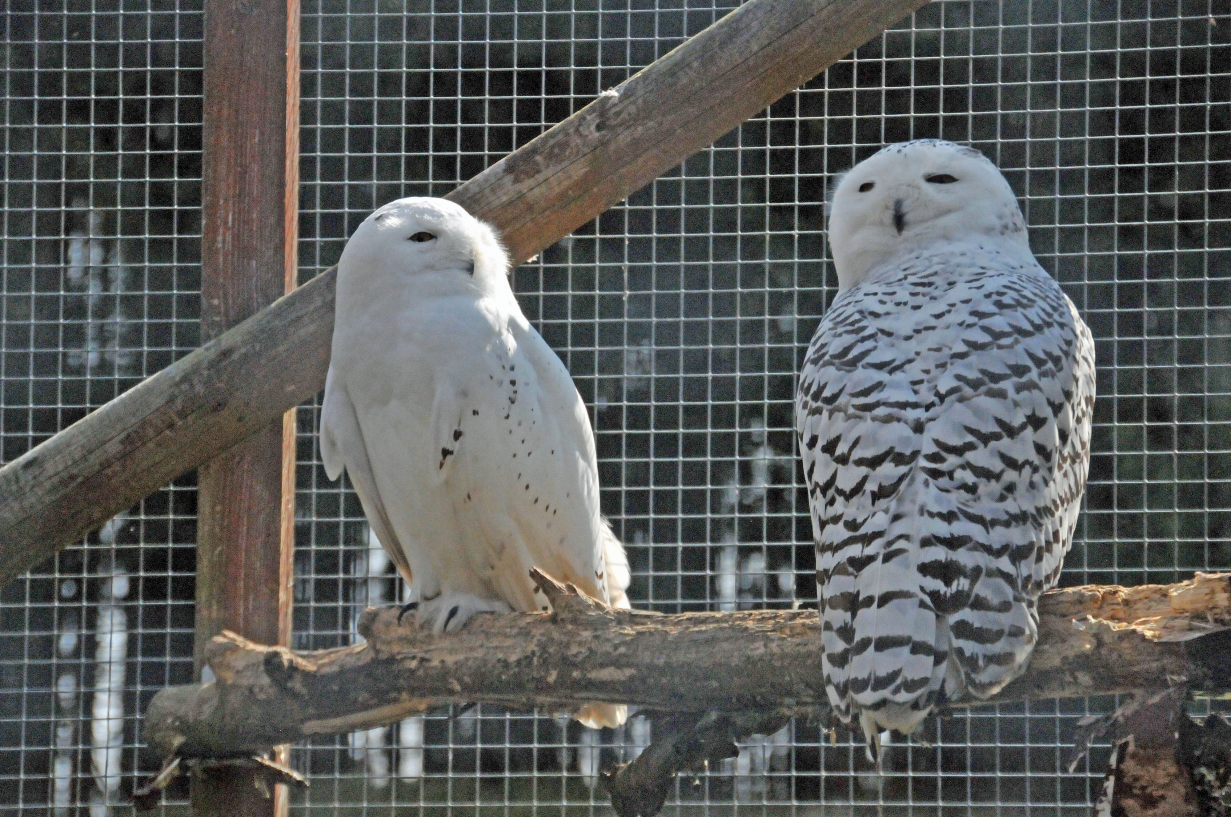 Zwei Schneeeulen auf einem Ast.