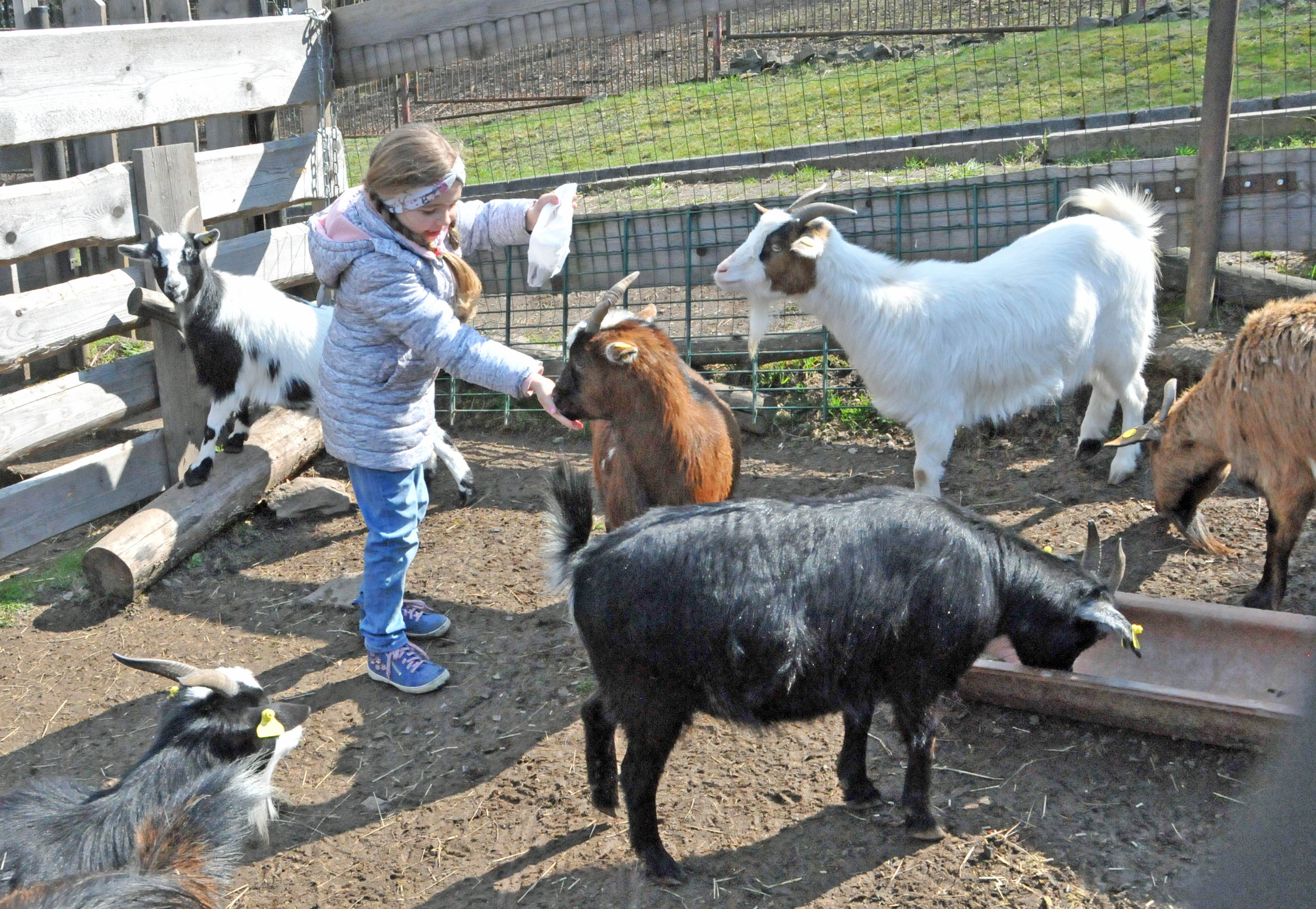 Ein Kind füttert eine Ziege im Streichelzoo.