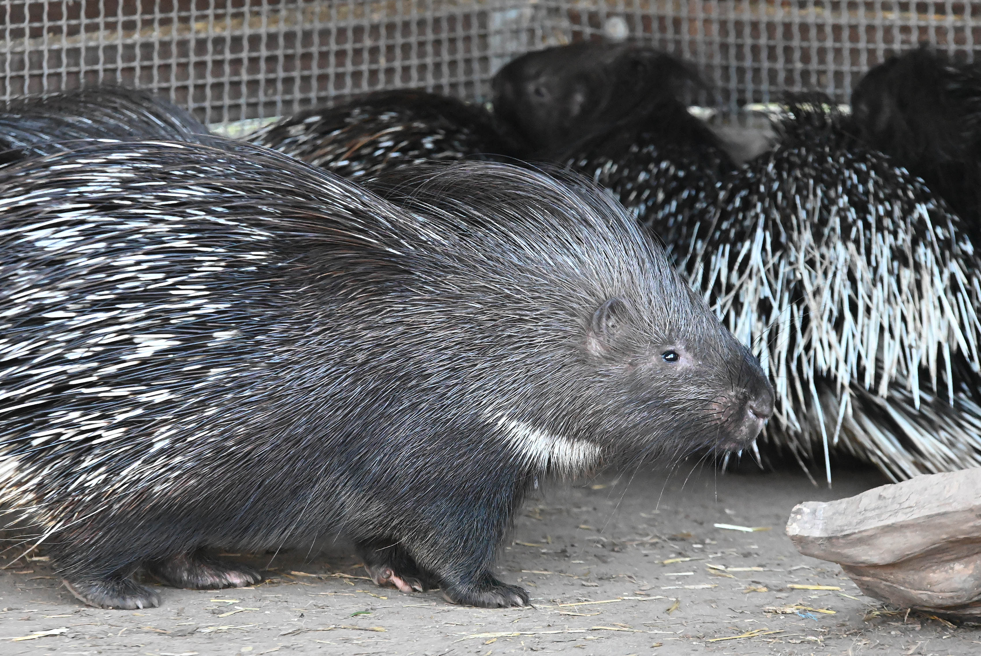 Stachelschweine in einem Gehege.