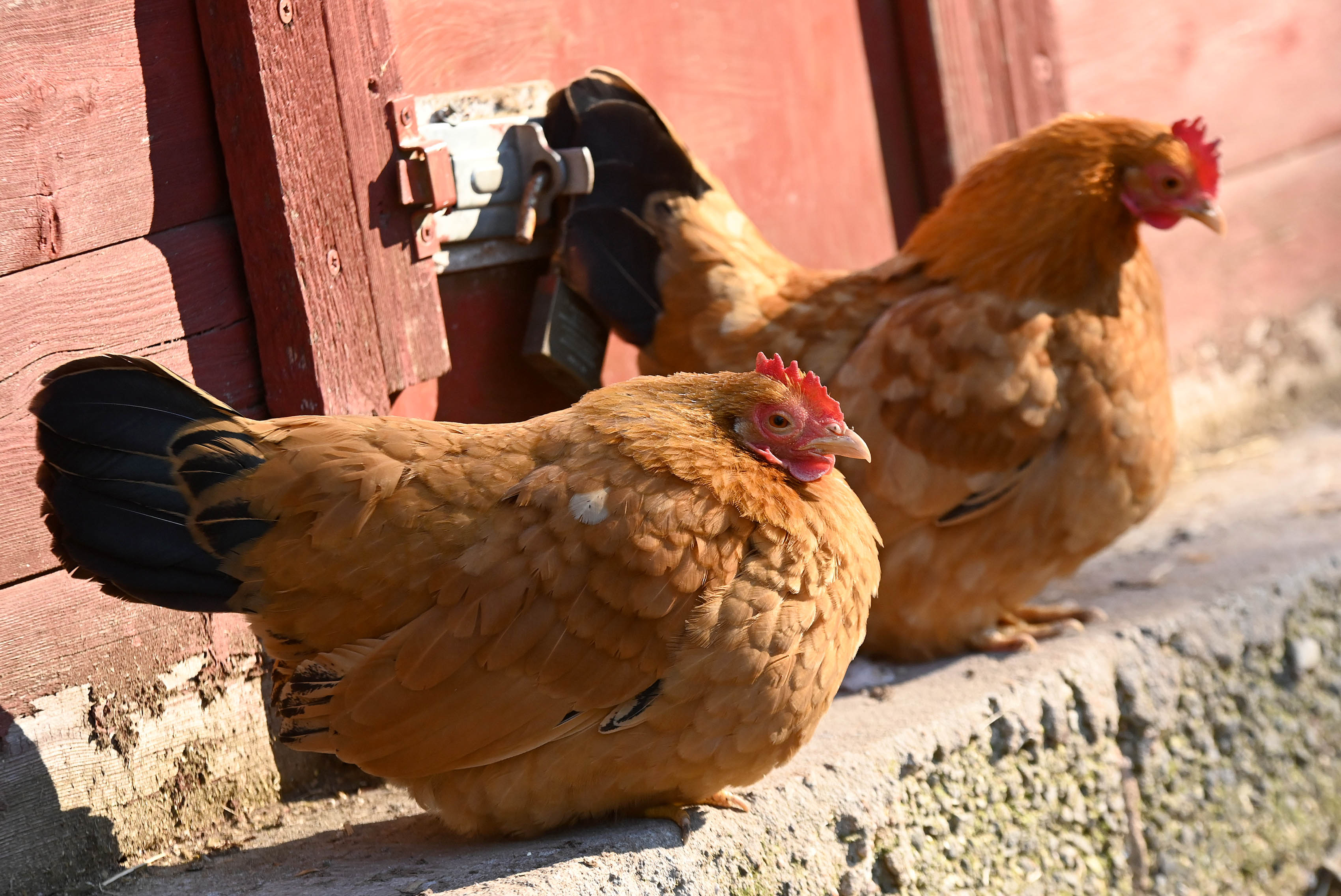 Zwei Hühner vor ihrem Stall.