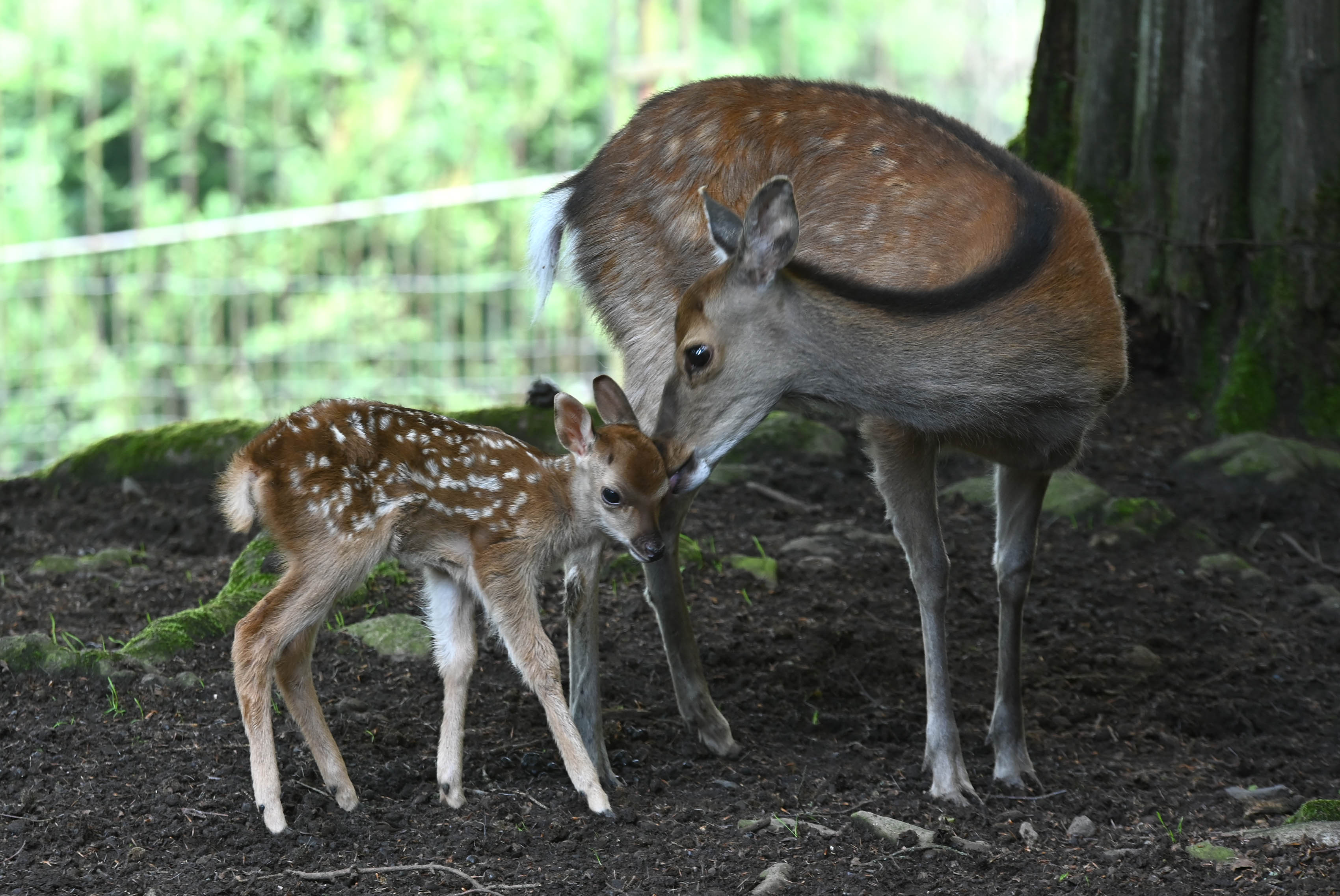 Ein Dammwildreh mit ihrem Jungen.